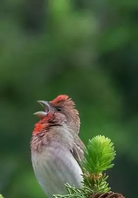 Лучшие фото за неделю о Чепецке из соцсетей